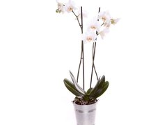 Orhidee Phalaenopsis - Doua Ramuri