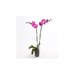 Orhidee Phalaenopsis - Doua Ramuri